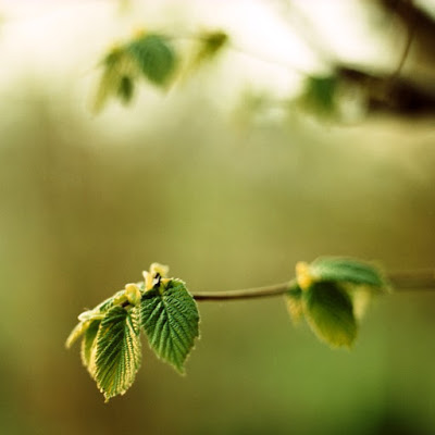 delicate-green-leaves