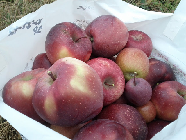 apple picking loot half a bushel