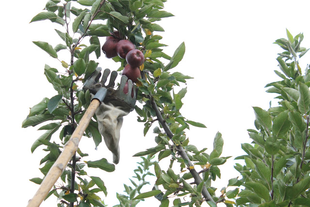 apple picking gear - a long pole with a basket on top