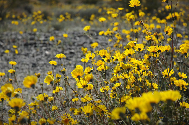 yellow spring flowers