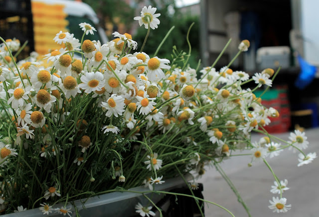 summer-flowers-union-square-park-patranila-project