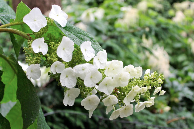 flowers-in-the-rain