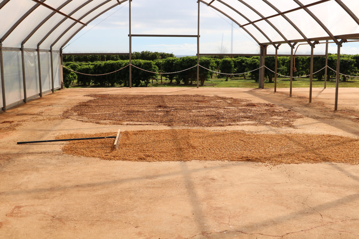 coffee beans drying in the sun