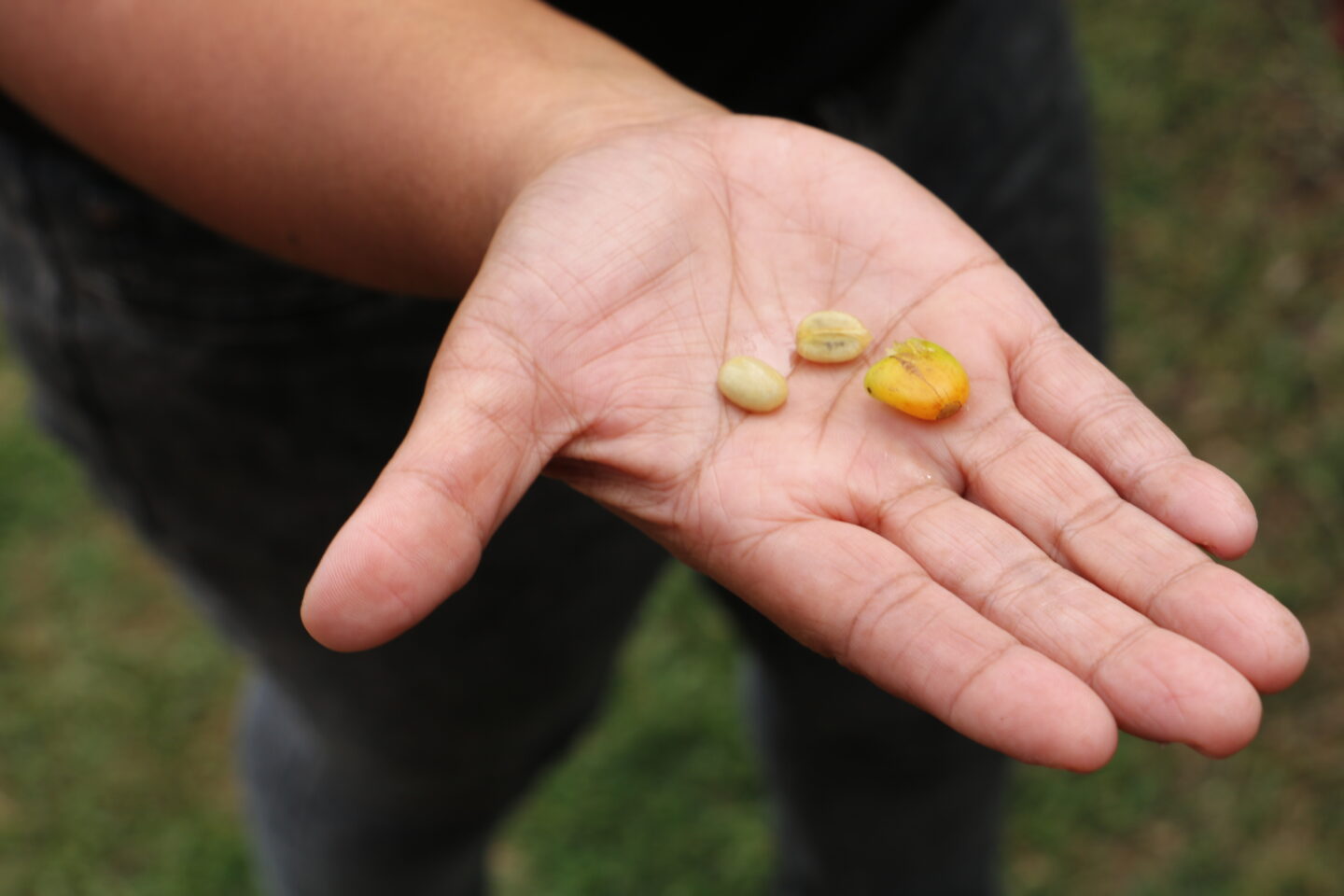 coffee beans before roasting