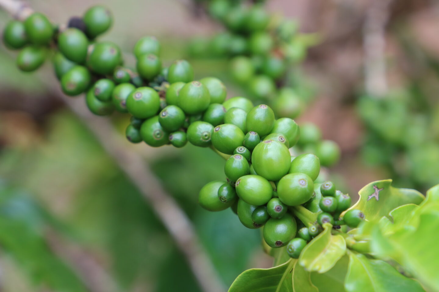 coffee beans on the vine