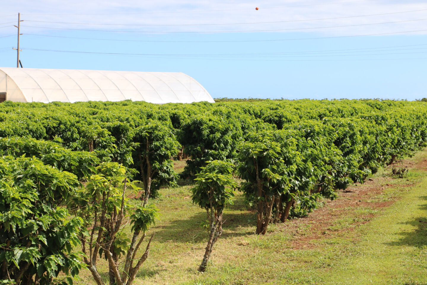 rows of coffee trees in kauai hawaii