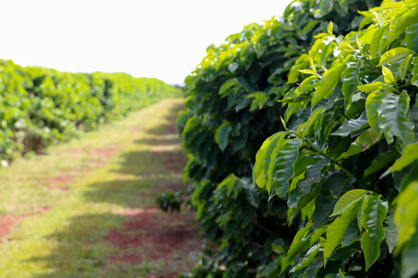 kauai coffee trees detail