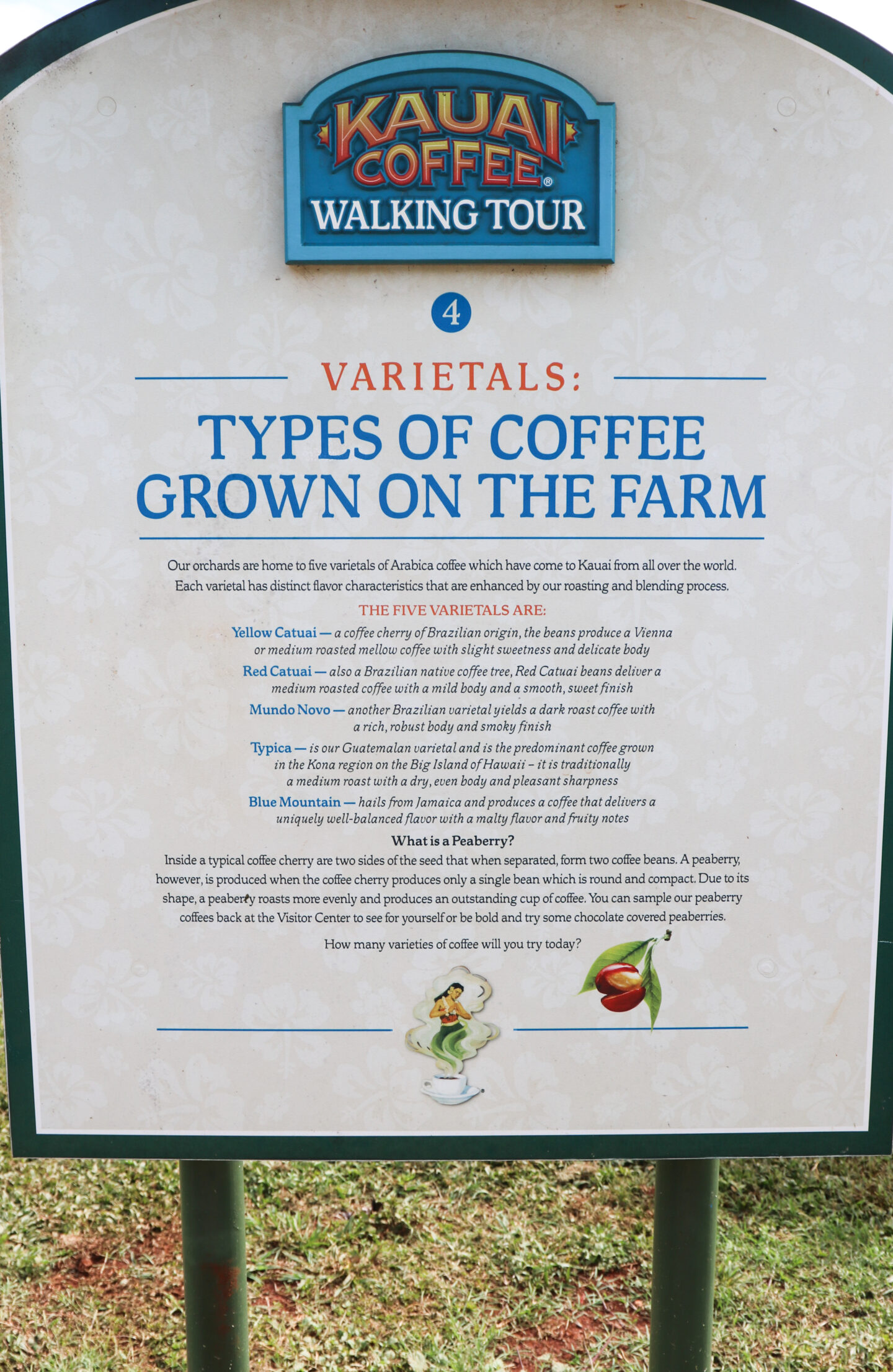 types of coffee grown on kauai farm