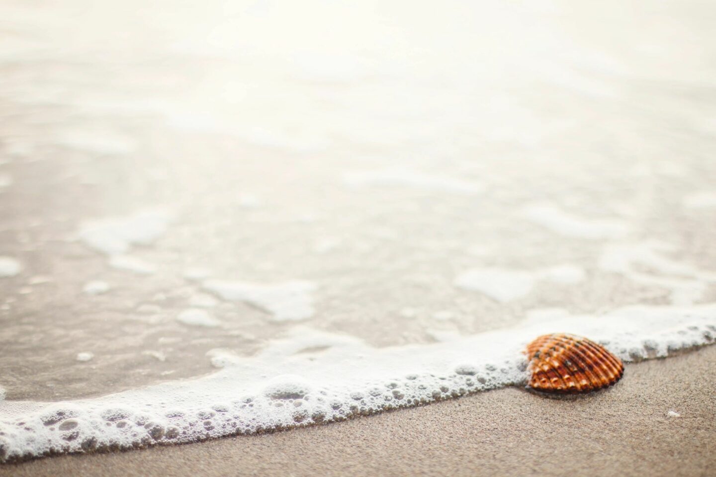 seashell at the shore