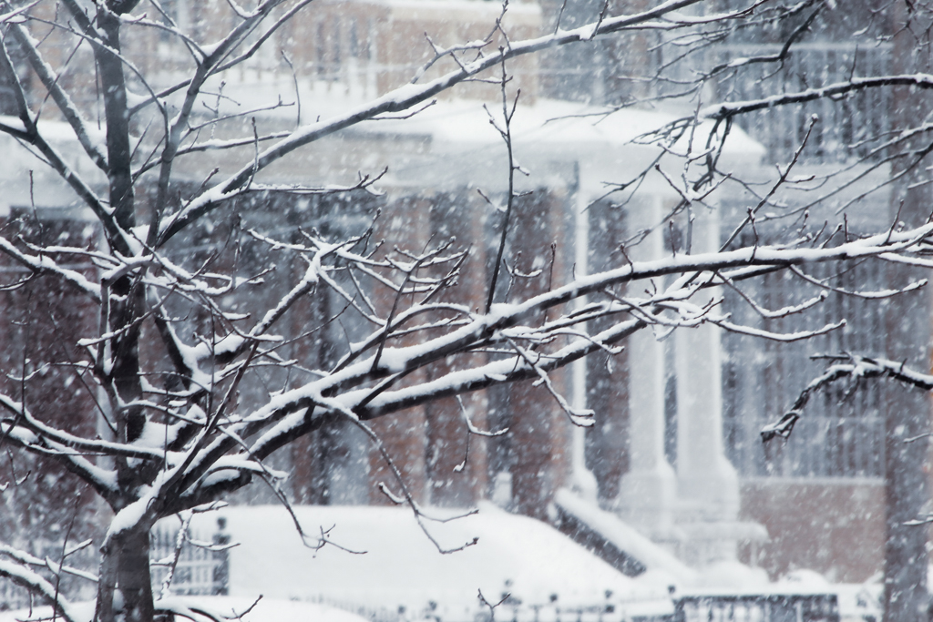 snow covered branches