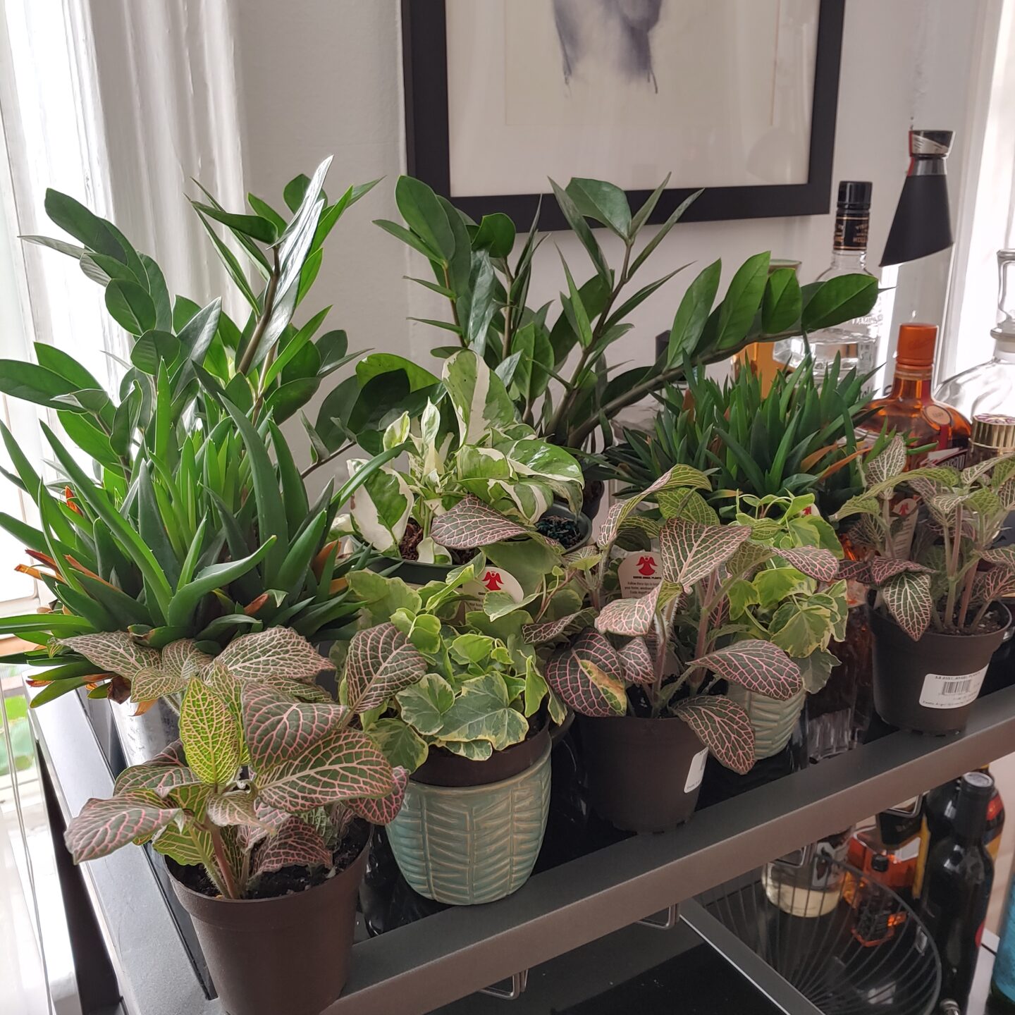 Birthing Babies: Becoming a Plant Mama In Quarantine