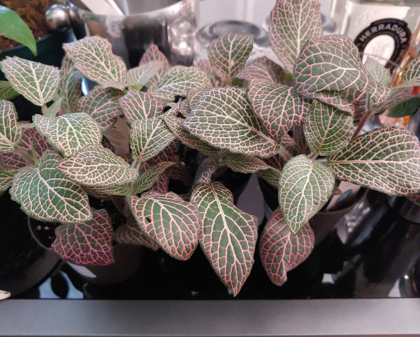 peruvian houseplant Juanita has gorgeous pink leaves