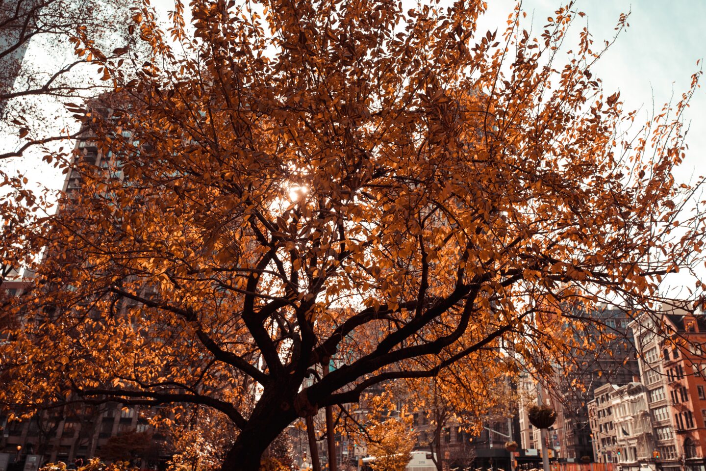 autumn leaves on a tree in new york city