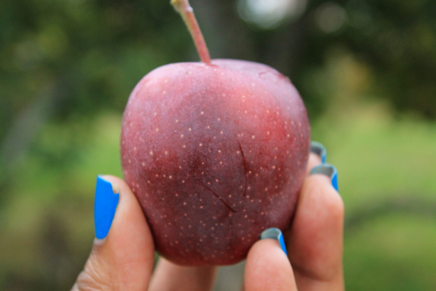 Fall favorites. Patranila picks a tiny apple.